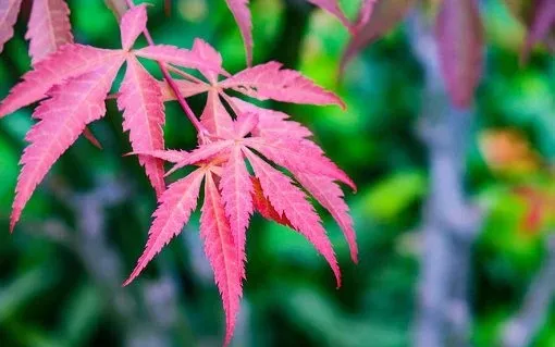 清明节诗句经典古诗（清明节寄托哀思的语句） 第5张