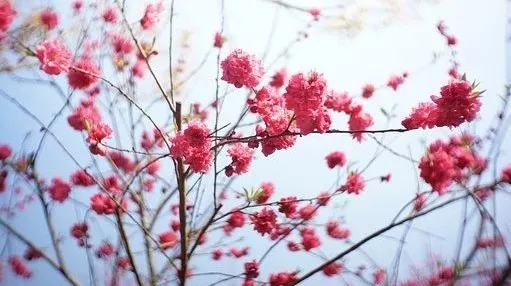 清明节诗句经典古诗（清明节寄托哀思的语句） 第9张