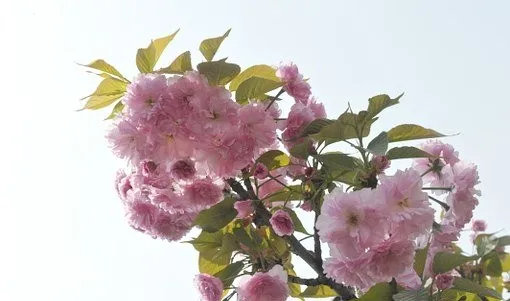 清明节诗句经典古诗（清明节寄托哀思的语句） 第13张