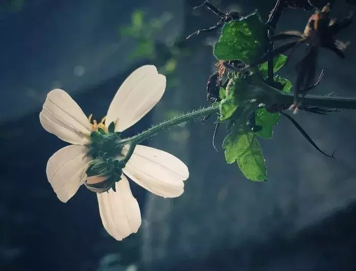 谷雨古诗词大全（描写谷雨的古诗词） 第3张