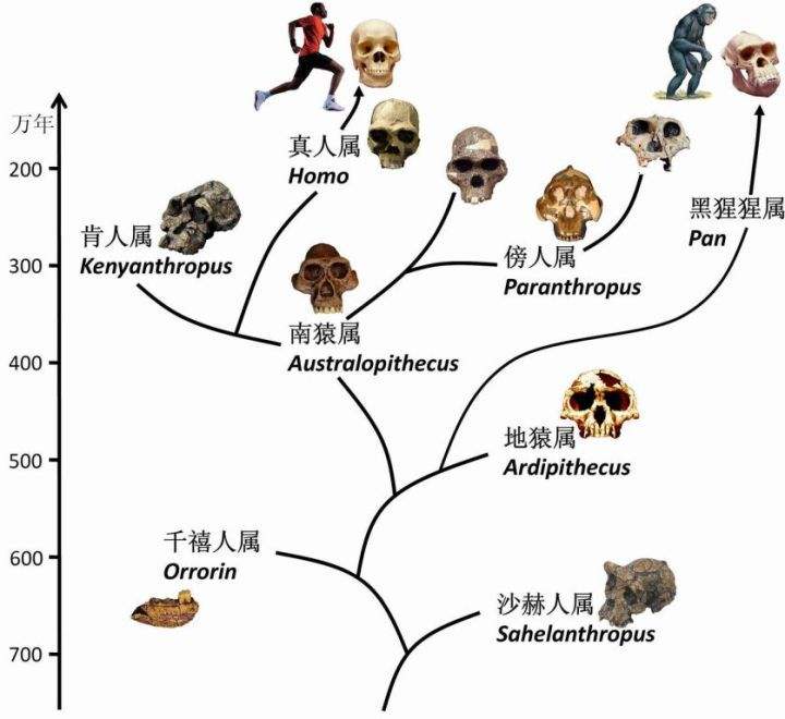 地球上有千万种物种，为什么只有人类进化出高度发达的大脑？ 第7张