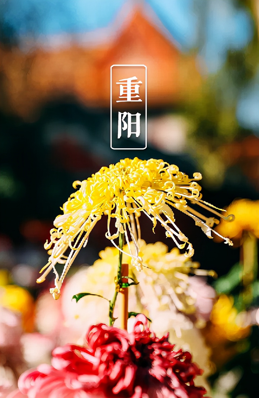 关于重阳节的诗句有什么（描写重阳节的古诗词欣赏） 第3张
