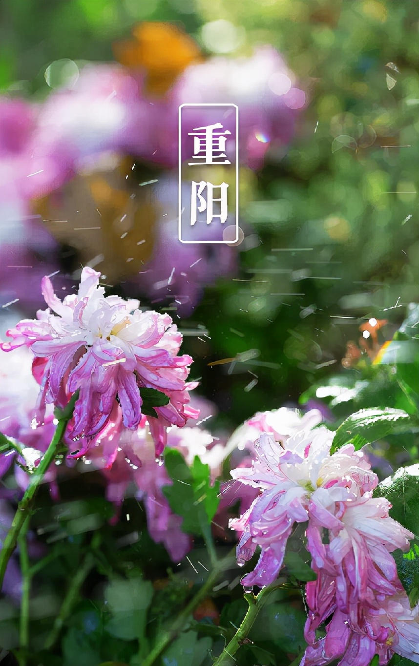 关于重阳节的诗句有什么（描写重阳节的古诗词欣赏） 第17张