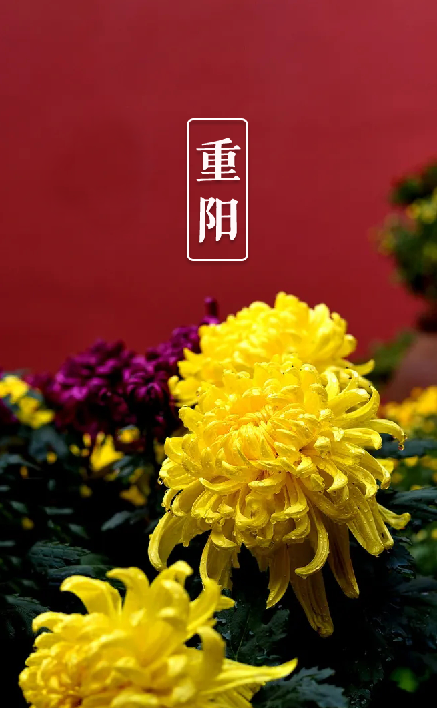 关于重阳节的诗句有什么（描写重阳节的古诗词欣赏） 第33张