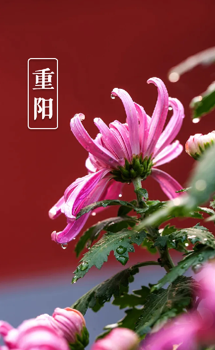 关于重阳节的诗句有什么（描写重阳节的古诗词欣赏） 第37张