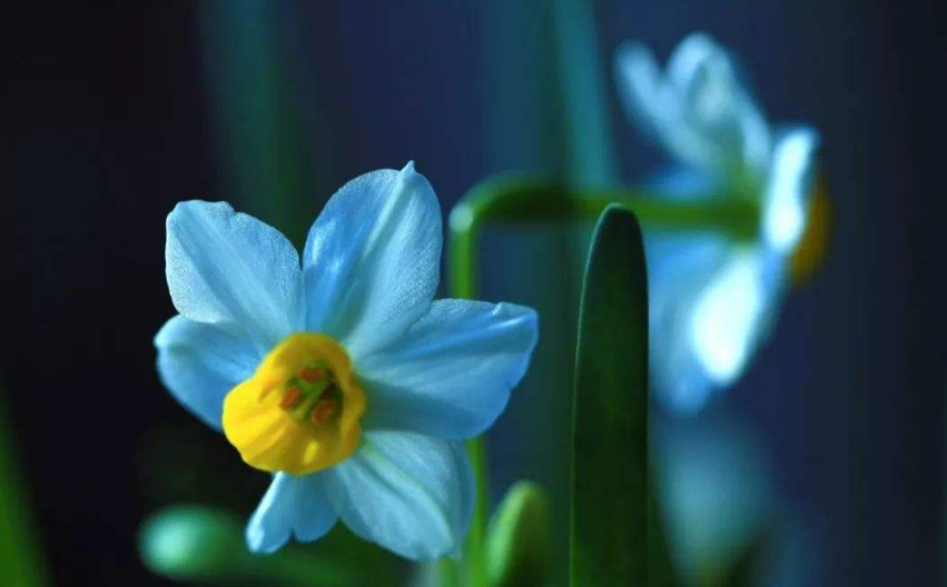 水仙花的诗句古诗（赞美古诗词的诗句赏析） 第11张