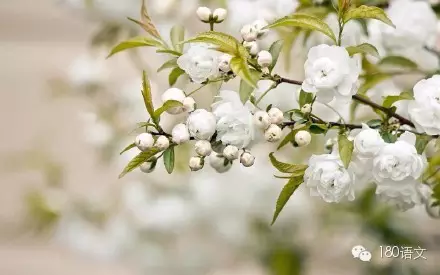 徐志摩现代诗歌精选短篇（现代诗摘抄徐志摩短诗） 第9张
