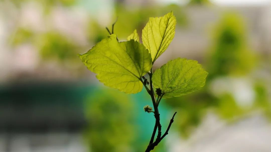 关于植树的诗句古诗（赞美植树人的诗句） 第7张
