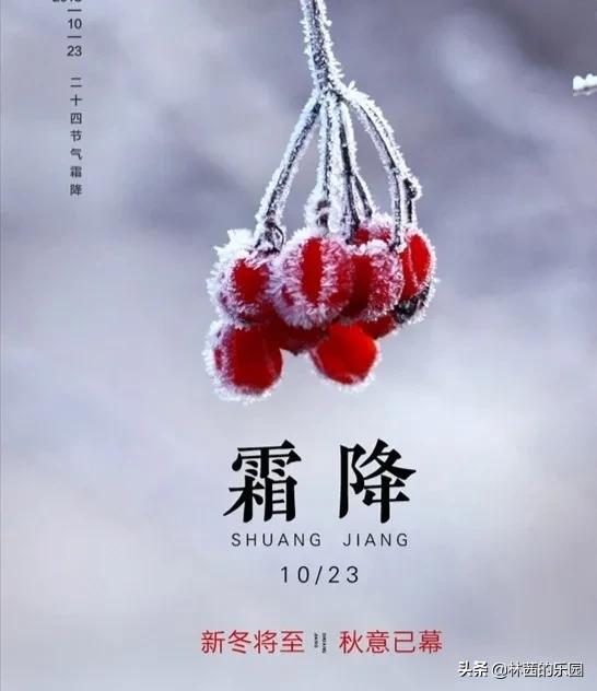 描写霜降的诗句古诗词（写霜降的诗句古诗大全） 第1张