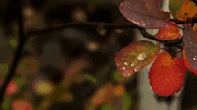 描写秋雨的诗句唯美（秋雨绵绵的唯美诗句） 第3张