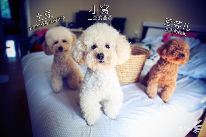 教你把自家宝贝拍成明星宠物 第1张