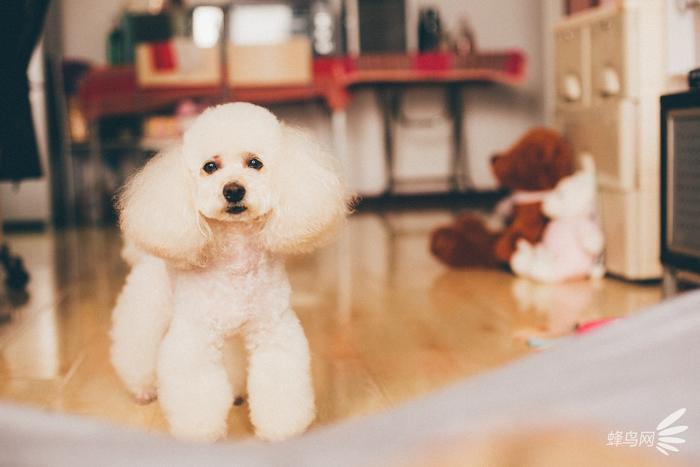 教你把自家宝贝拍成明星宠物 第3张