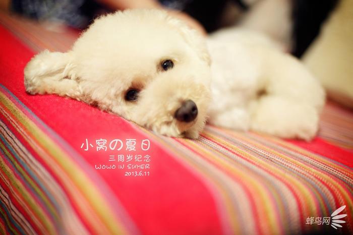 教你把自家宝贝拍成明星宠物 第5张