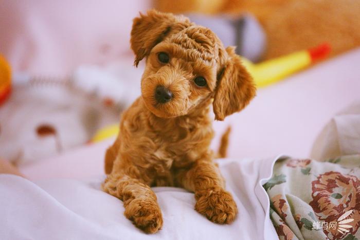 教你把自家宝贝拍成明星宠物 第7张