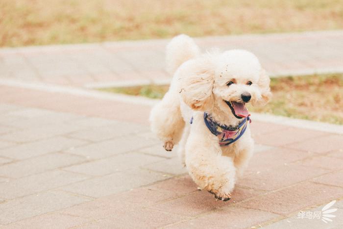 教你把自家宝贝拍成明星宠物 第9张