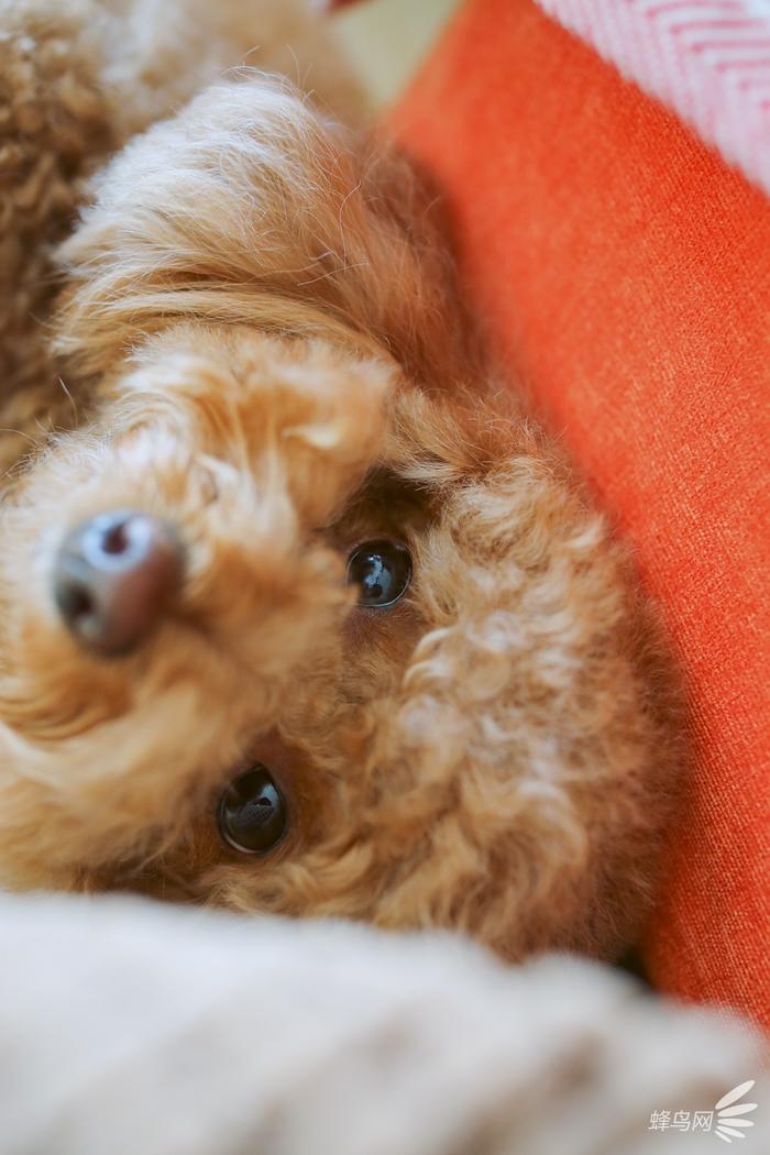 教你把自家宝贝拍成明星宠物 第13张