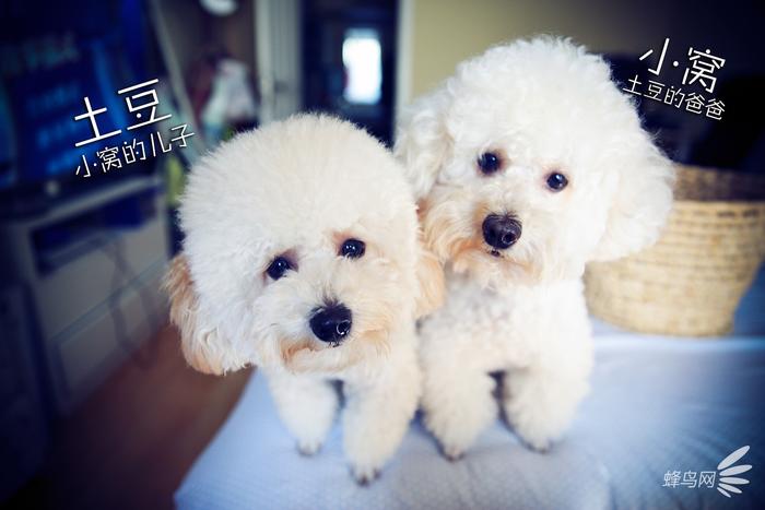 教你把自家宝贝拍成明星宠物 第15张