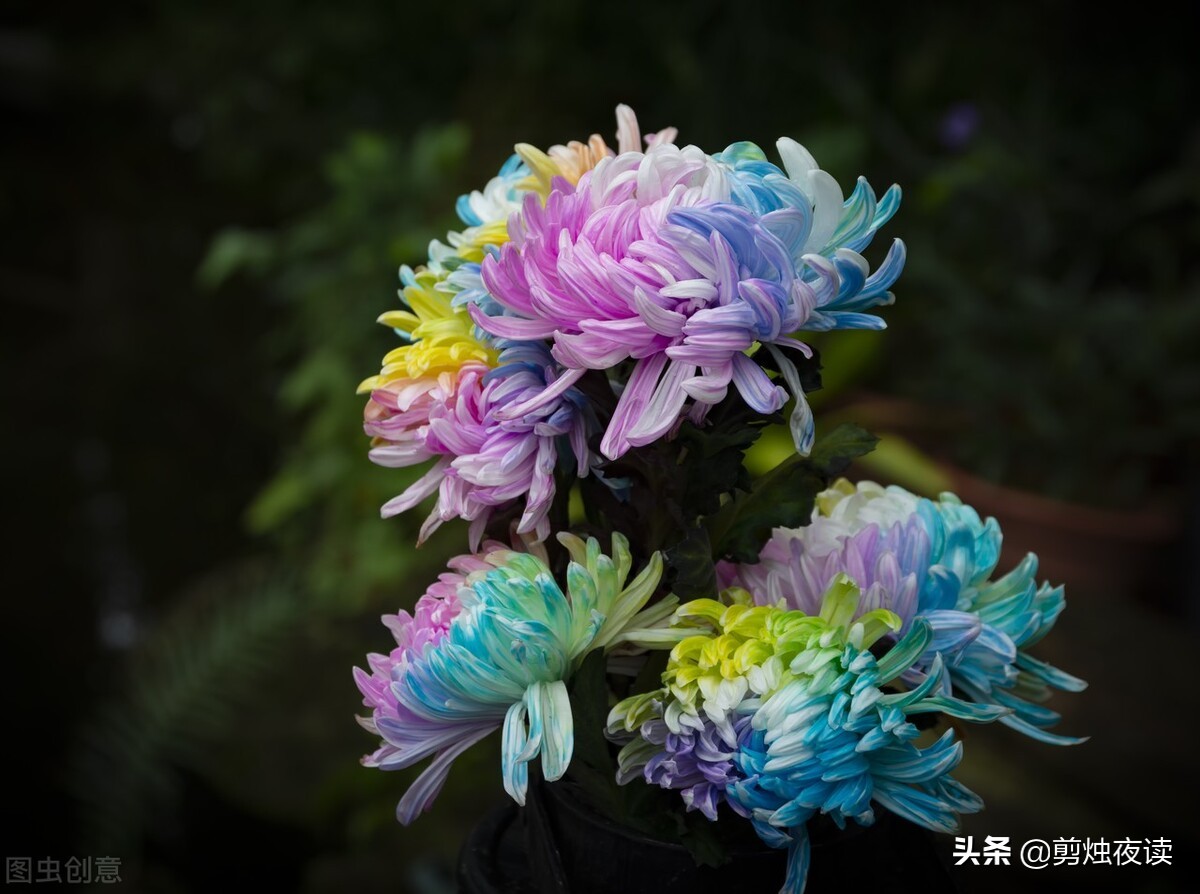赞美菊花的诗句有哪些（经典赞美秋菊的古诗） 第3张