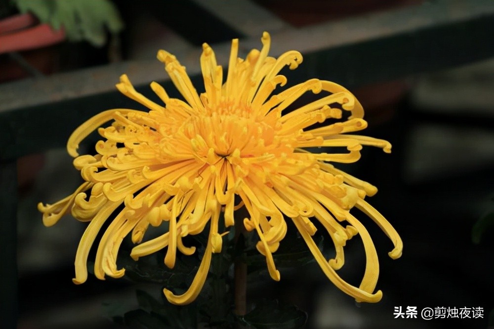 赞美菊花的诗句有哪些（经典赞美秋菊的古诗） 第5张
