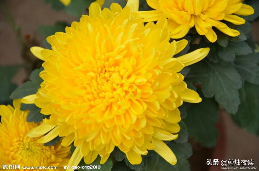 赞美菊花的诗句有哪些（经典赞美秋菊的古诗） 第7张