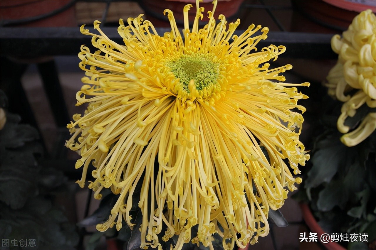 赞美菊花的诗句有哪些（经典赞美秋菊的古诗） 第9张