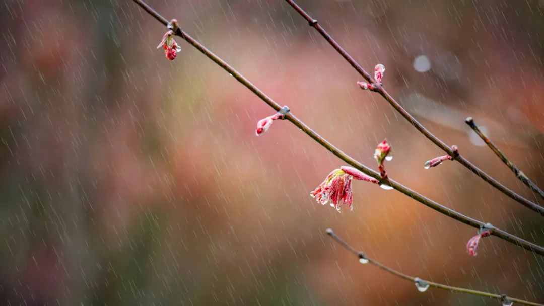 雨的古诗有哪些（雨的诗句古诗大全） 第5张