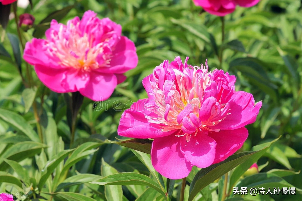 形容花的诗词字句（赞美路边野花的诗词） 第3张