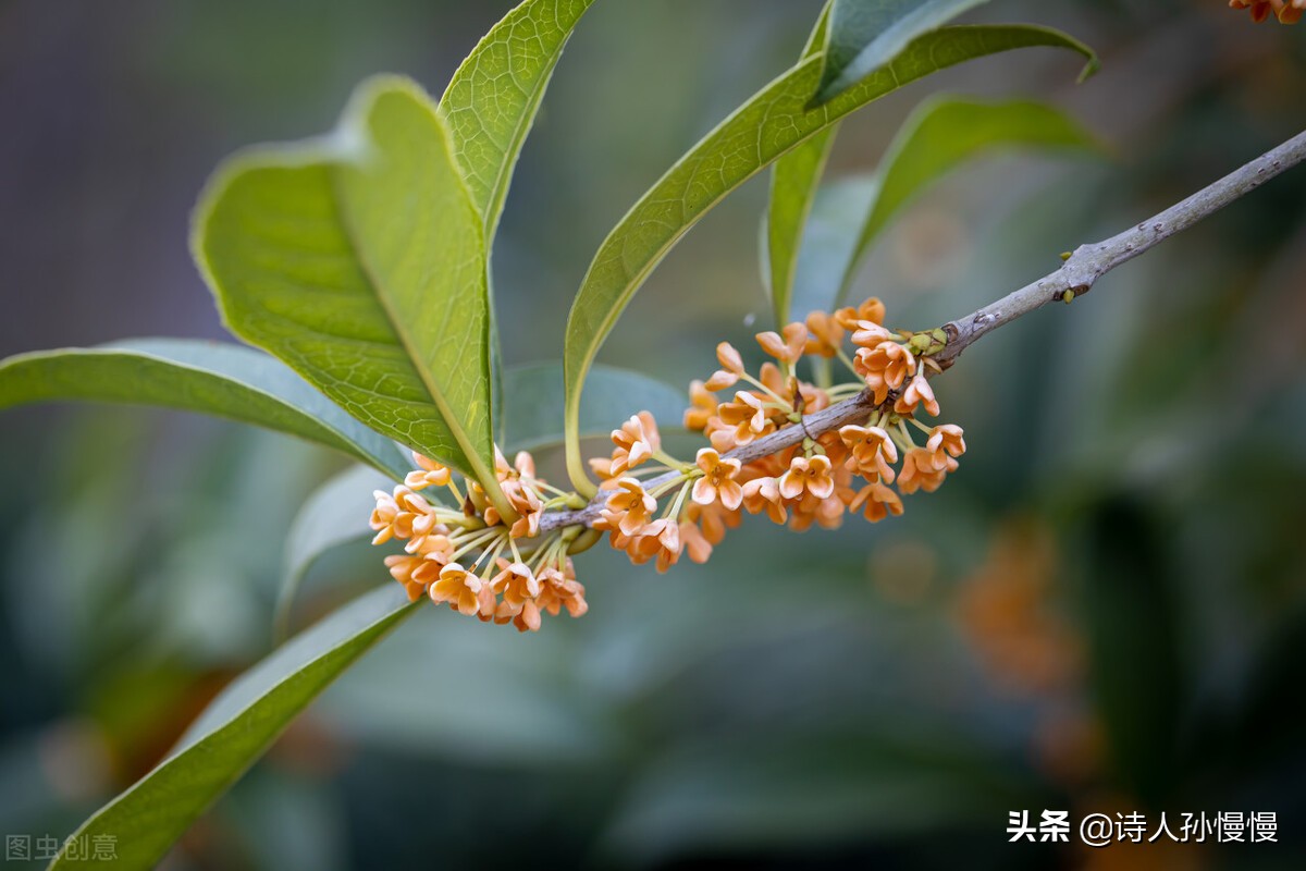 形容花的诗词字句（赞美路边野花的诗词） 第5张