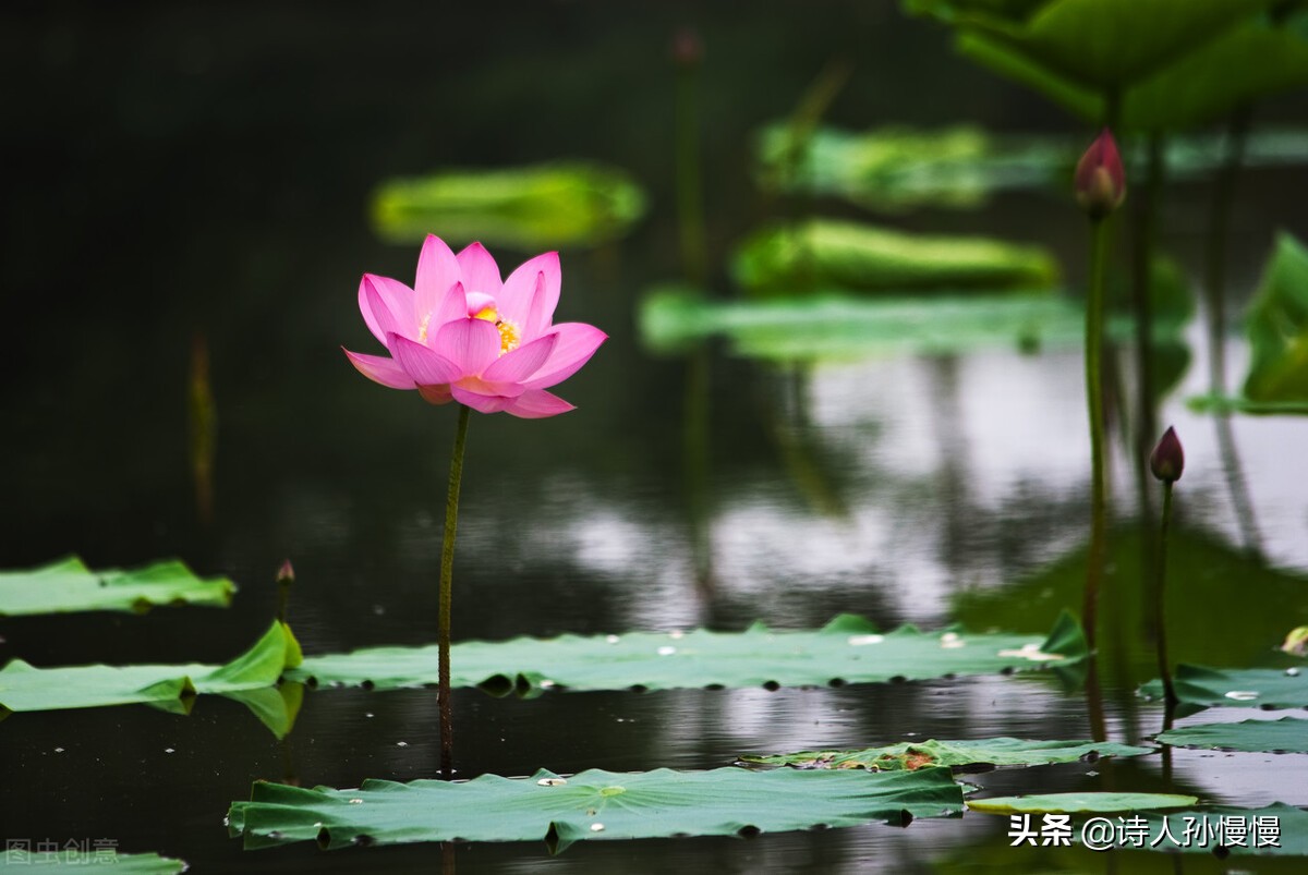 形容花的诗词字句（赞美路边野花的诗词） 第11张