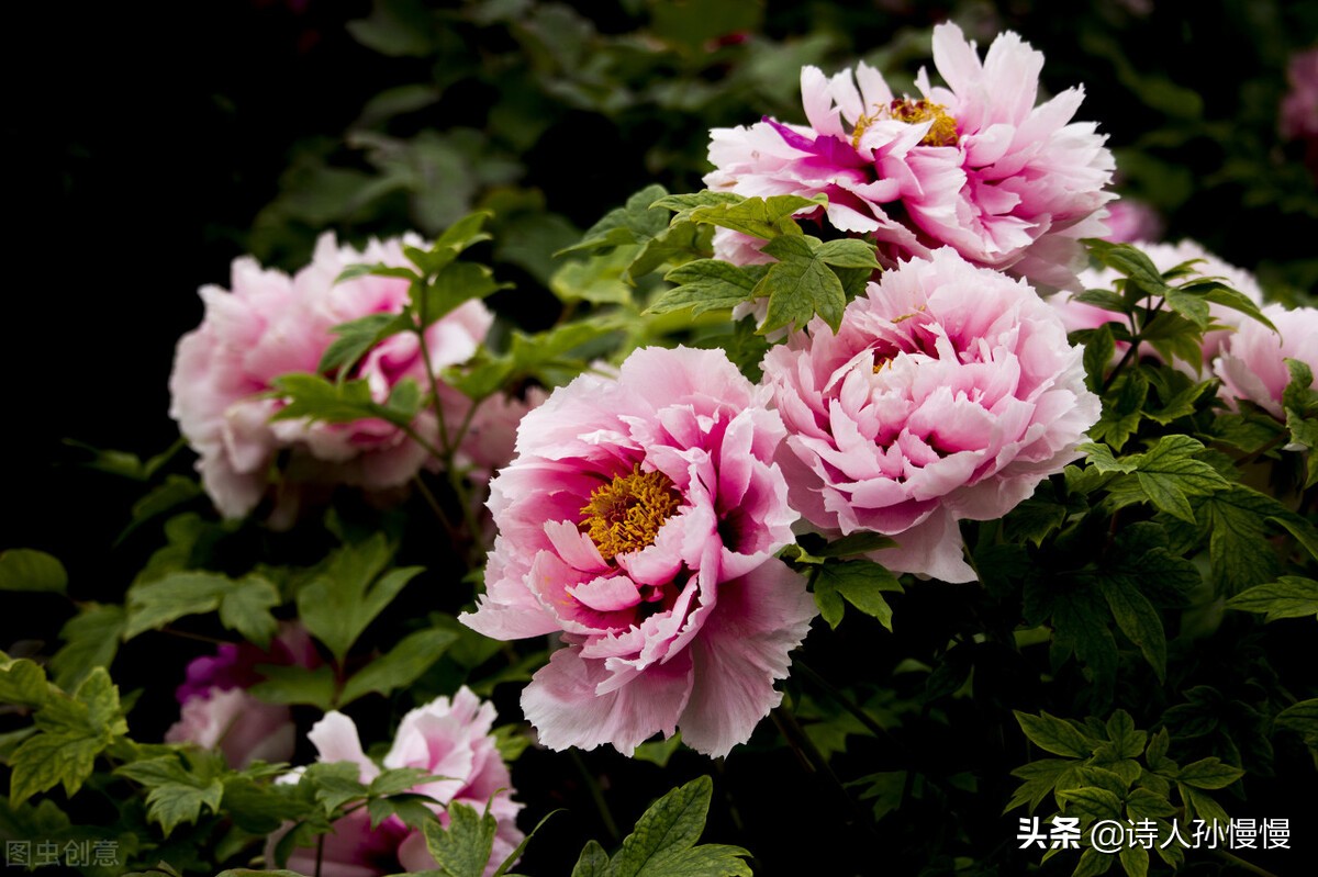 形容花的诗词字句（赞美路边野花的诗词） 第13张