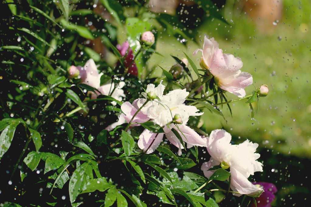 关于下雨的诗句有哪些（雨的浪漫诗句唯美） 第11张