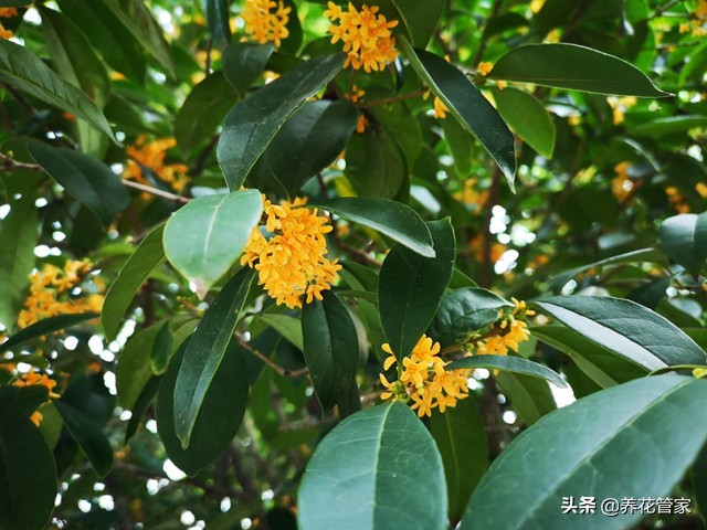 赞美桂花香的诗句有哪些（描写桂花香的诗句大全 ） 第1张