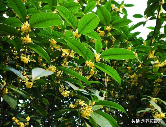赞美桂花香的诗句有哪些（描写桂花香的诗句大全 ） 第3张
