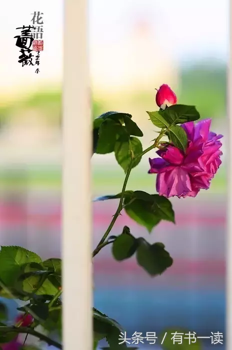 汪国真经典诗文摘抄（汪国真最经典的诗赏析） 第7张