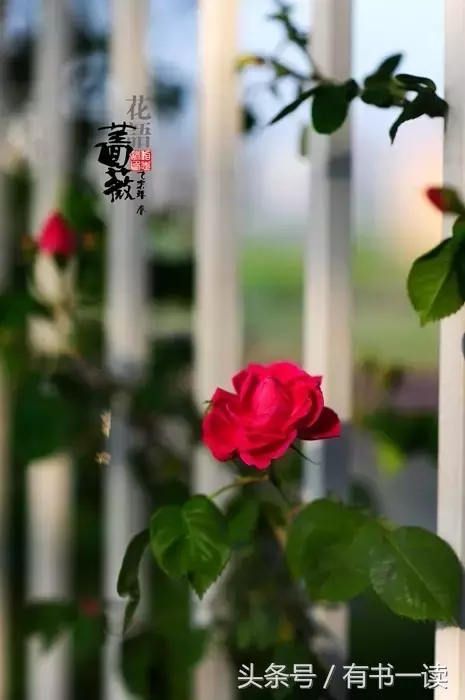 汪国真经典诗文摘抄（汪国真最经典的诗赏析） 第31张