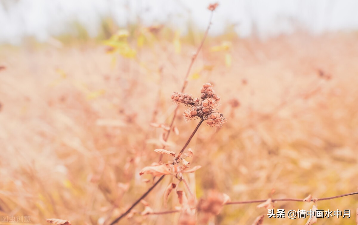 形容心情好的句子唯美（简单快乐的心态句子） 第5张