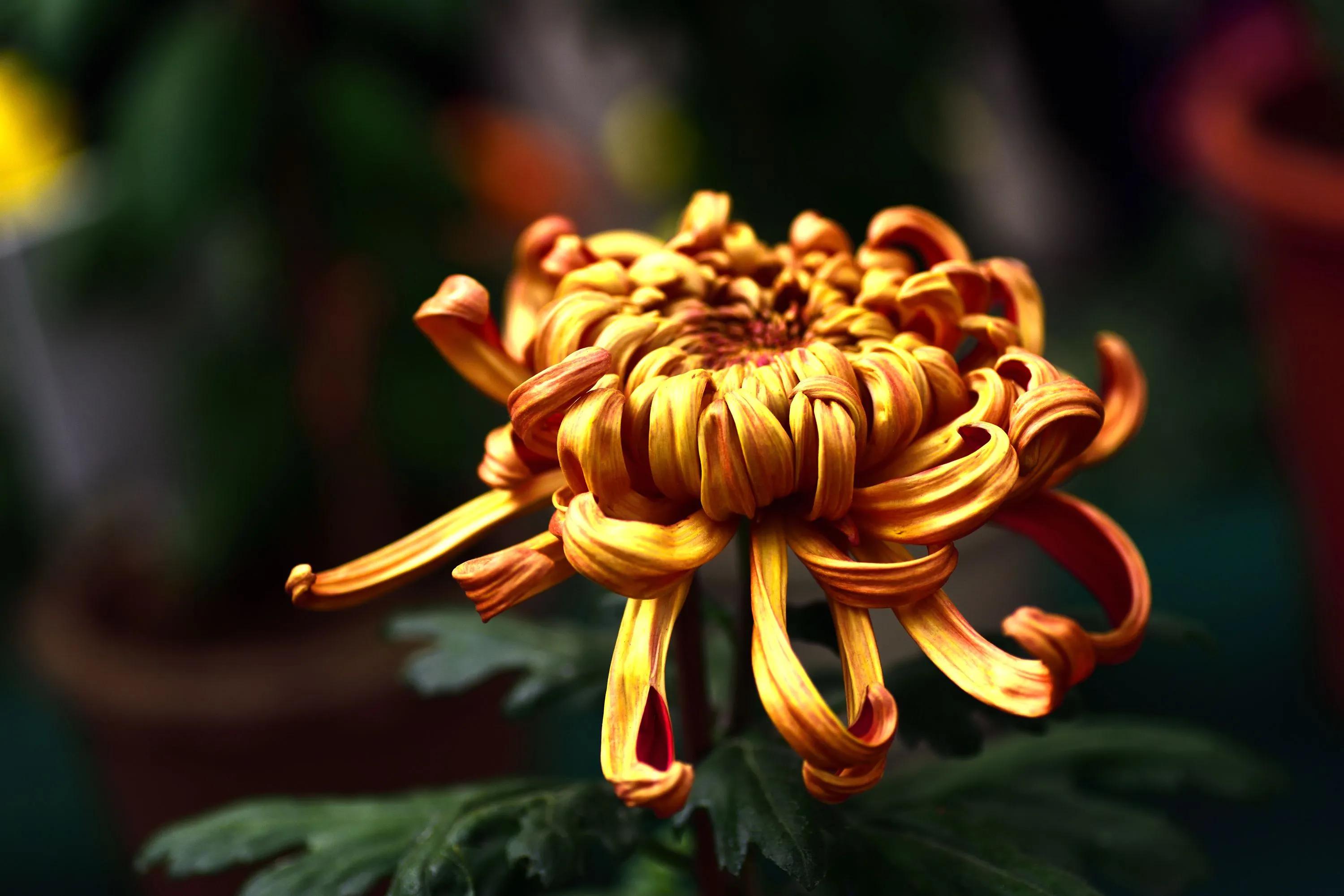 描写菊花的词语有哪些（描写菊花的优美词语） 第7张