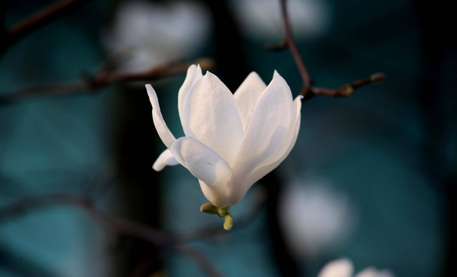 形容花香的唯美句子（花香醉人的诗句） 第3张
