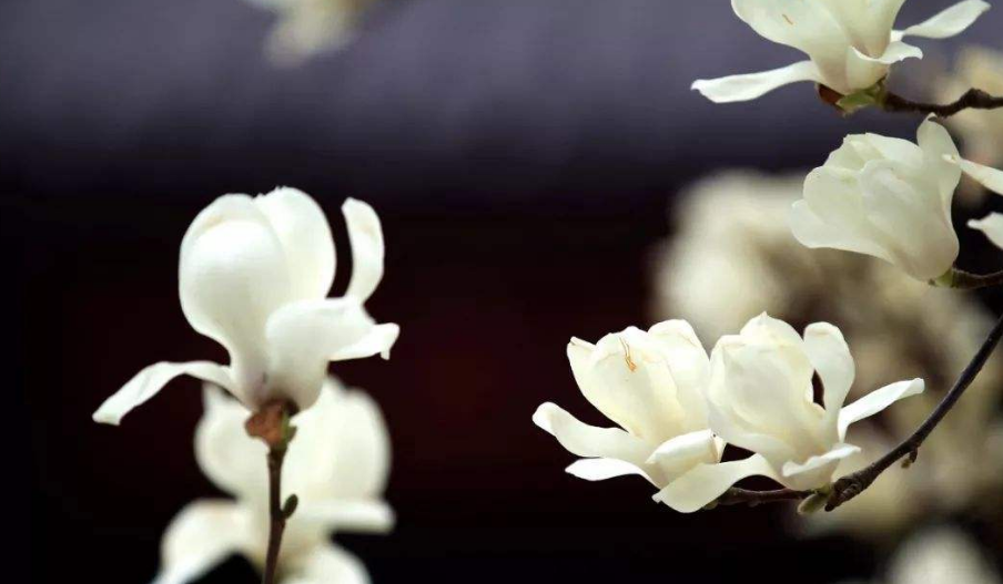 形容花香的唯美句子（花香醉人的诗句） 第23张