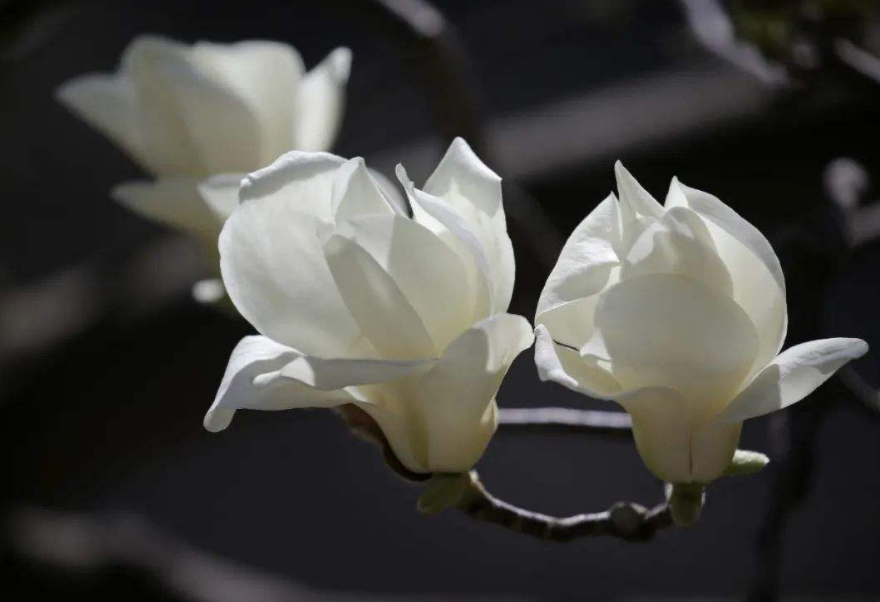 形容花香的唯美句子（花香醉人的诗句） 第27张