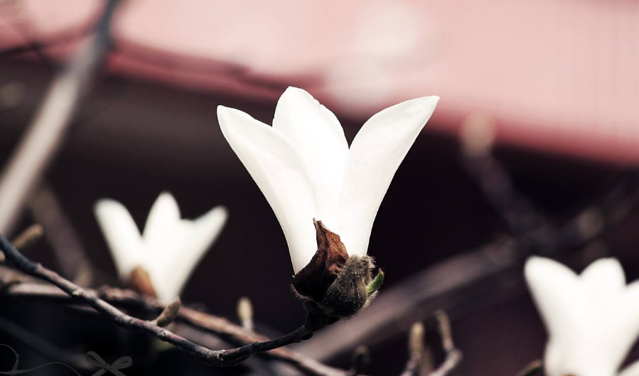 形容花香的唯美句子（花香醉人的诗句） 第31张