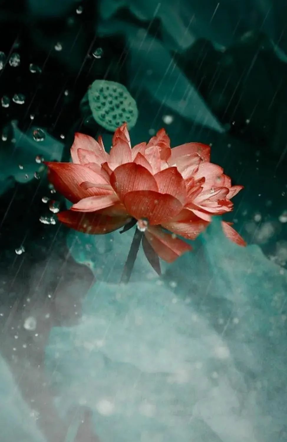 听雨的诗句古诗大全（山中听雨的唯美句子） 第7张