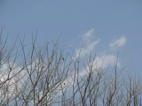 纳兰性德的词有什么（纳兰容若最有名的词欣赏） 第11张