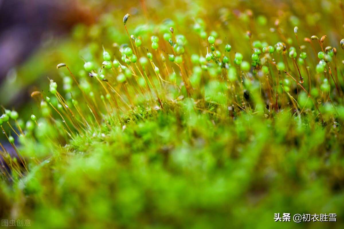 小满经典诗句有哪些（小满诗句古诗大全） 第7张