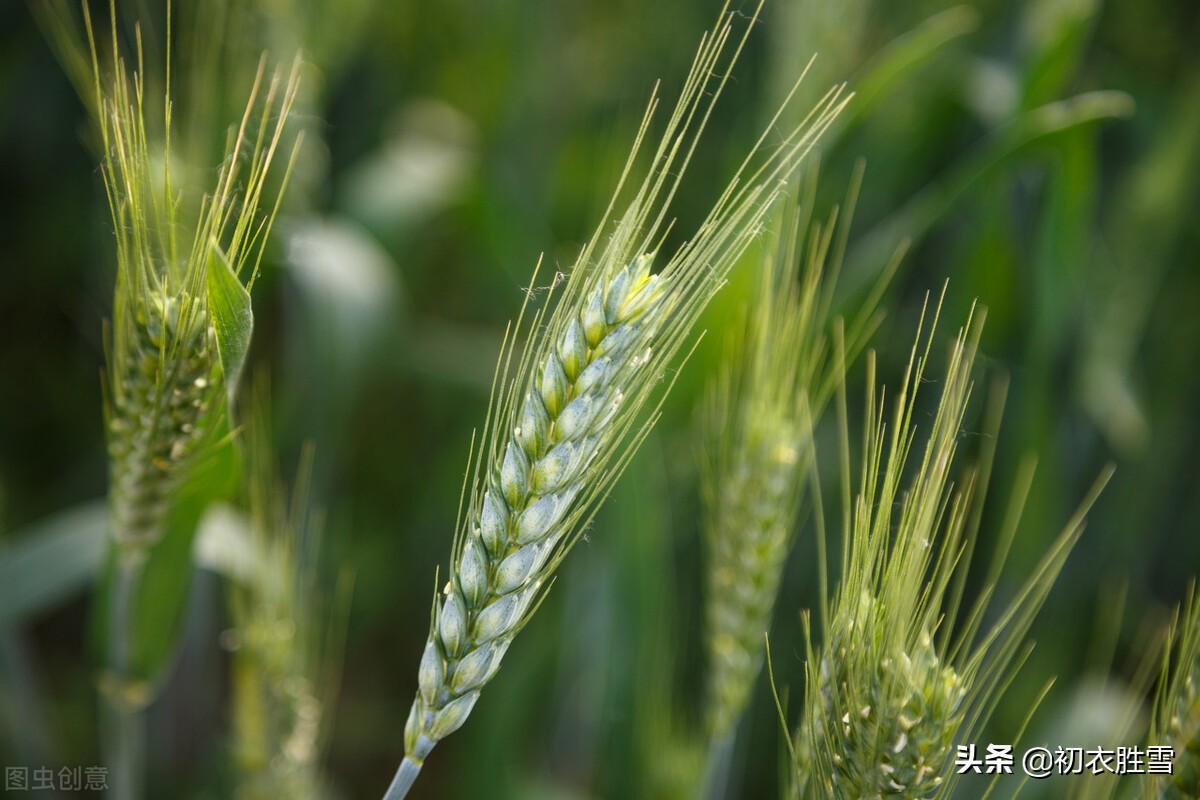 小满经典诗句有哪些（小满诗句古诗大全） 第9张