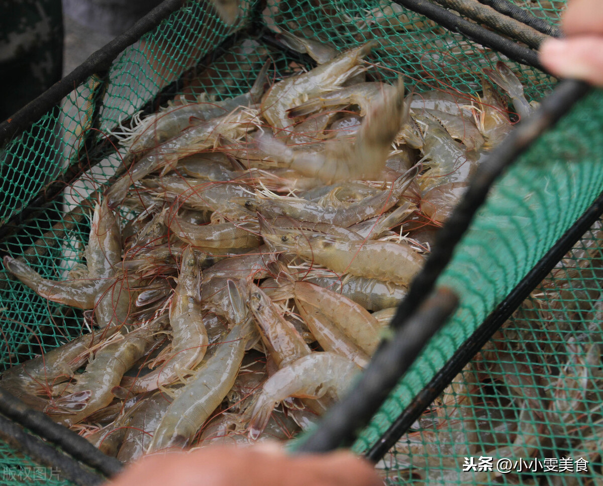 海虾和河虾的区别是什么？记住4点，分清海虾和河虾，别再买错了 第3张