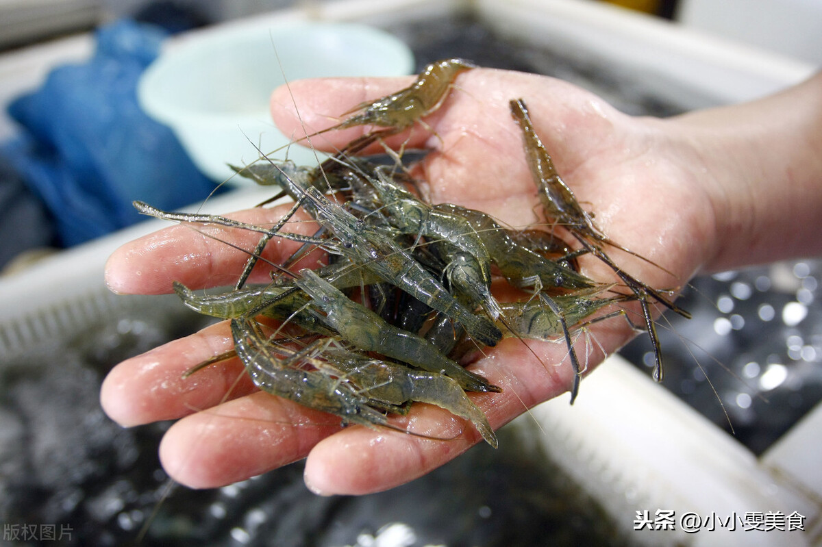 海虾和河虾的区别是什么？记住4点，分清海虾和河虾，别再买错了 第9张