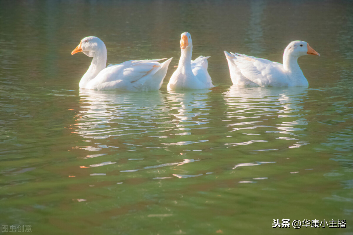 古诗咏鹅的作者是谁（咏鹅古诗赏析） 第1张