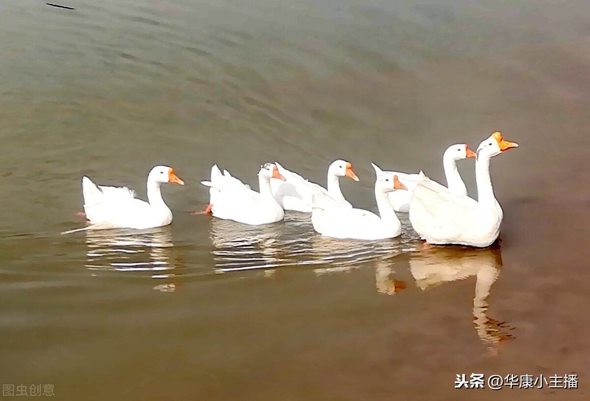 古诗咏鹅的作者是谁（咏鹅古诗赏析） 第5张