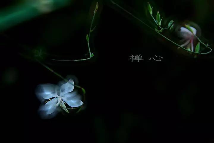 徐志摩的诗再别康桥诗词（再别康桥徐志摩赏析） 第7张